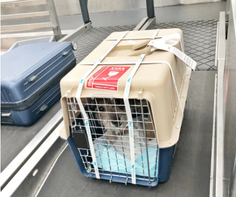 上海宠物托运 宠物托运公司 机场宠物托运 宠物空运